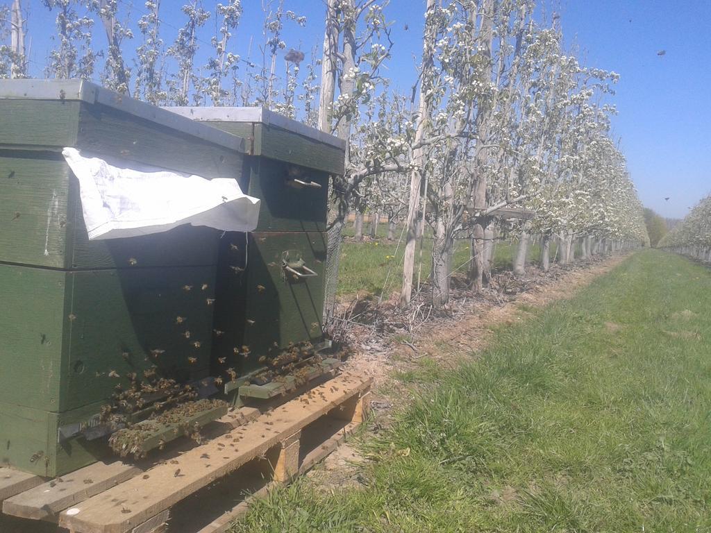B&B De Fruithoeve Hoeselt Luaran gambar